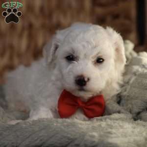 Bobby, Bichon Frise Puppy